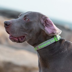 Boutique officielle TRUELOVE - Colliers chien tendance Truelove Flux Plus +