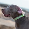 Boutique officielle TRUELOVE - Colliers chien tendance Truelove Flux Plus +