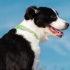 Boutique officielle TRUELOVE - Colliers chien tendance Truelove Flux Plus +