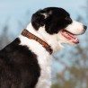 Boutique officielle TRUELOVE - Colliers chien tendance Truelove Flux Plus +