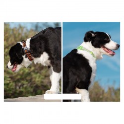 Boutique officielle TRUELOVE - Colliers chien tendance Truelove Flux Plus +