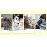 Brosse chien Truelove harnais