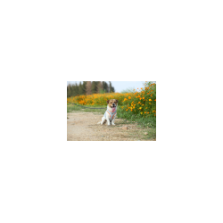 Boutique TRUELOVE - Manteau rafraichissant Truelove SUN harnais chien - Revendeur agréé