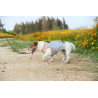 Boutique TRUELOVE - Manteau rafraichissant Truelove SUN harnais chien - Revendeur agréé