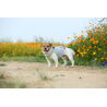Boutique TRUELOVE - Manteau rafraichissant Truelove SUN harnais chien - Revendeur agréé