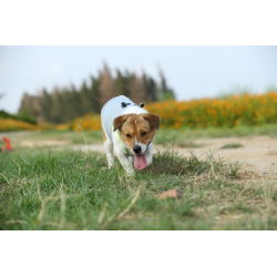 Boutique TRUELOVE - Manteau rafraichissant Truelove SUN harnais chien - Revendeur agréé