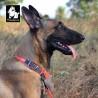 Boutique Officielle TRUELOVE - Colliers chien réfléchissants Truelove FOX