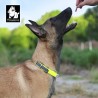 Boutique Officielle TRUELOVE - Colliers chien réfléchissants Truelove FOX