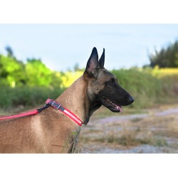 Boutique Officielle TRUELOVE - Colliers chien réfléchissants Truelove FOX