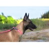 Boutique Officielle TRUELOVE - Colliers chien réfléchissants Truelove FOX