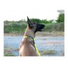 Boutique Officielle TRUELOVE - Colliers chien réfléchissants Truelove FOX