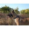 Boutique Officielle TRUELOVE - Colliers chien réfléchissants Truelove FOX