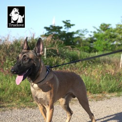 Boutique Officielle TRUELOVE - Laisses pour chien Truelove FOX