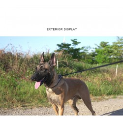 Boutique Officielle TRUELOVE - Laisses pour chien Truelove FOX