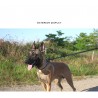 Boutique Officielle TRUELOVE - Laisses pour chien Truelove FOX