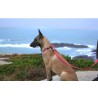 Boutique Officielle TRUELOVE - Laisses pour chien Truelove FOX