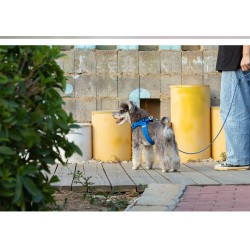 Laisse chien Truelove "Kit main libre"