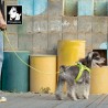 Laisse chien Truelove "Kit main libre"