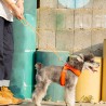 Laisse chien Truelove "Kit main libre"