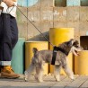 Laisse chien Truelove "Kit main libre"