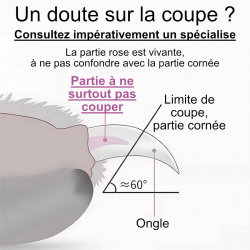 Boutique TRUELOVE - Accessoires, laisses, harnais et colliers pour chien - Revendeur agréé